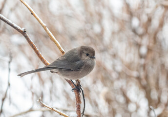 male Bushtit perched on a twig in the winter with ice and snow (Psaltriparus minimus)

