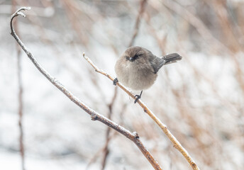 Female Bushtit perched on a twig in the winter with ice and snow (Psaltriparus minimus)