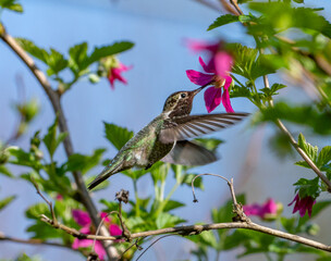 Anna's Hummingbird hovering in front of a wild Salmonberry flower (Calypte anna)