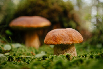 Forest landscape on edible mushrooms in moss in summer. Copy space.