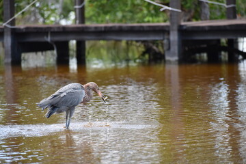 Garza pescando