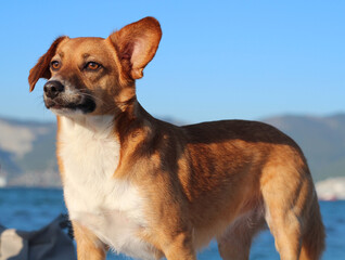  Dog by the sea. A pensive pet is waiting for its master.