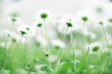 Closeup nature view of green creative layout made of green grass and daisy flowers on spring meadow. Natural background