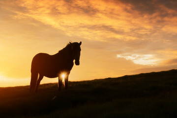Horse on evening meadow in mountains valley during sunset. Cloudy sky glowing by setting sun light. Landscape photography