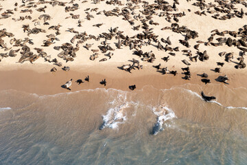 Fur seal colony enjoy the heat of the sun at the Walvis Bay near Swacopmund in Namibia, Africa....