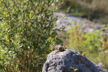 chipmunk in South Dakota