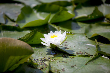 Water lilies floating atop broad green lily pads on the shore of a river in Ontario.