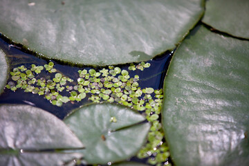 Water lilies floating atop broad green lily pads on the shore of a river in Ontario.
