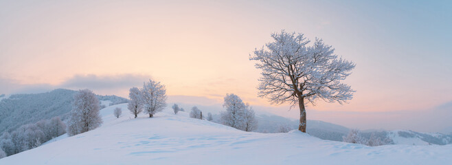 Amazing winter landscape panorama with a lonely snowy tree on a mountains valley. Pink sunrise sky glowing on background. Landscape photography