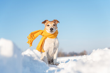 White jack russel terrier puppy in stylish yellow scalf on snowy field at sunrise. Christmass and...
