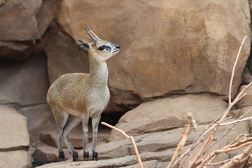 Klipspringer 1