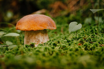 Small edible brown mushroom on green moss in the forest. Macro close-up of forest nature.