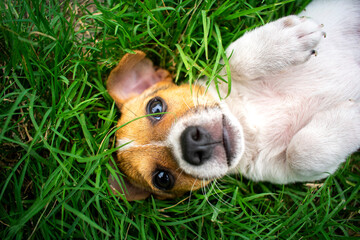 cachorro