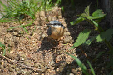 Vogel