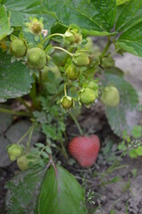 Erdbeeren