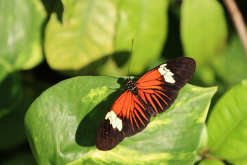 Fototapeta na wymiar Butterflies from botanical gardens