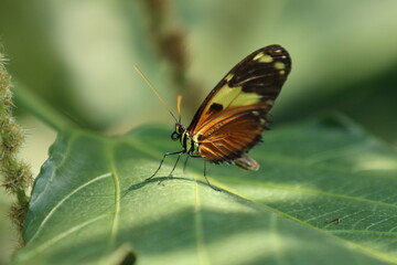 Fototapeta na wymiar Butterflies from botanical gardens