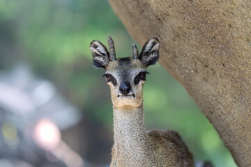 Klipspringer