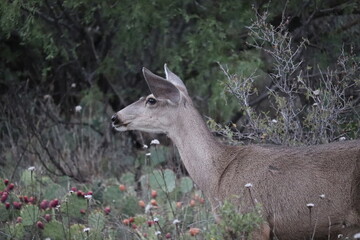 Doe in Palo Duro