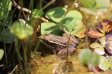 leopard frog