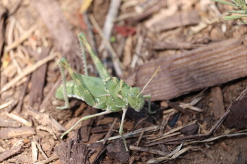 Great Crested Grasshopper