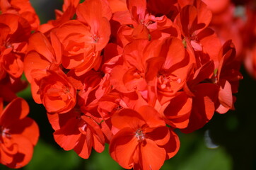 rote Blumenblüte