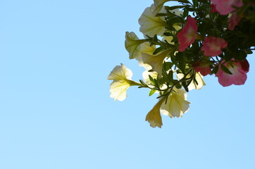 Obraz premium Blüte mit Himmel