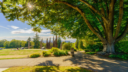 Majestic tree with sunburst in Burnaby Mountain Park - late summer