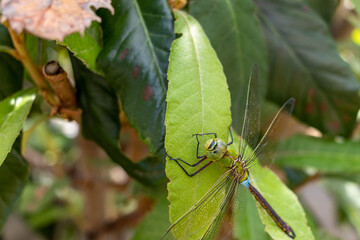 緑の葉の上で羽を休めるギンヤンマ
