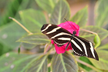 Fototapeta premium MARIPOSA