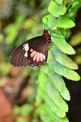 MARIPOSA