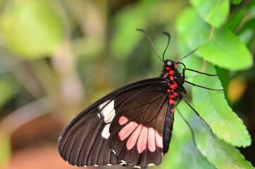 MARIPOSA