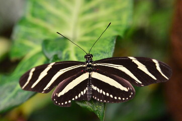 MARIPOSA