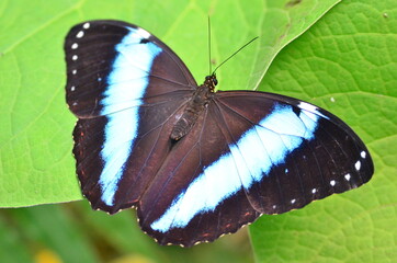 MARIPOSA