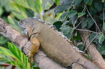 IGUANA