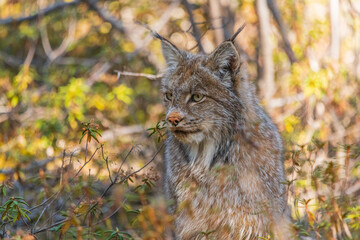 Fototapeta na wymiar Wild Canadian lynx seen in the wilderness of Yukon Territory, Canada during summer time with stunning face, fur and ear tufts. 