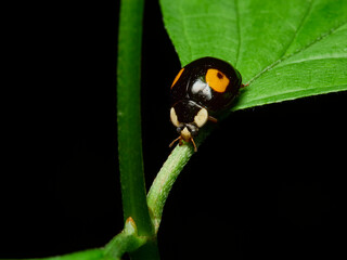 ladybird on leaf