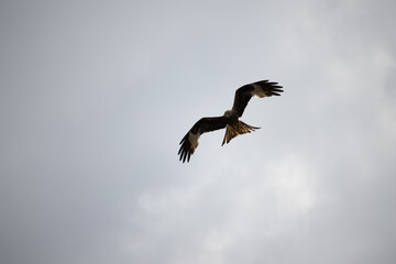 RED KITE HUNTING FOR FOOD.