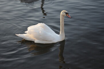 Schwan im Wasser