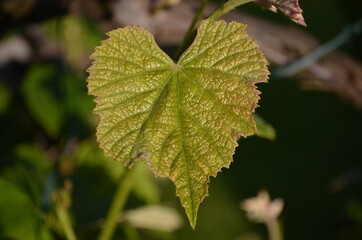 Weinblatt