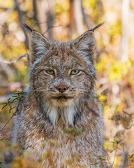 Wild Canadian lynx seen in the wilderness of Yukon Territory, Canada during summer time with stunning face, fur and ear tufts. 