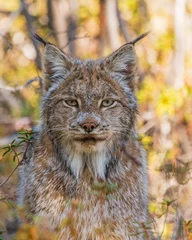 Papier Peint photo autocollant Lynx Wild Canadian lynx seen in the wilderness of Yukon Territory, Canada during summer time with stunning face, fur and ear tufts. 