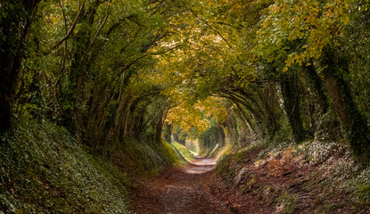 Light at the end of the tunnel. Halnaker tree tunnel in in autumn, West Sussex UK. Sunlight shies...