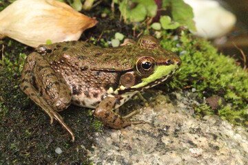 Maine Toads and Frogs