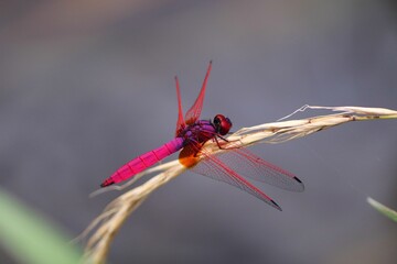 ショウジョウトンボ © japal