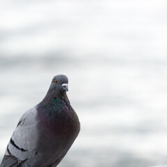 pigeon portrait
