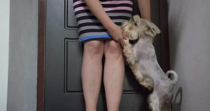 Happy dog meeting the owner at home. Funny beauty white, silver miniature Schnauzer dog happy to owner. The owner stroking, petting the dog. Long-awaited meeting. Joyfully welcome home. 