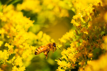 Honeybee in flight