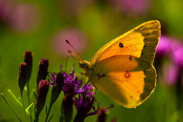 Orange Sulphur Butterfly