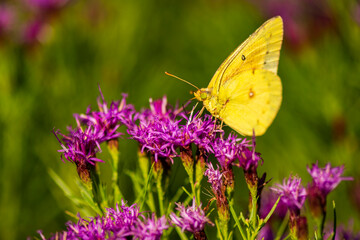 Orange Sulphur Butterfly